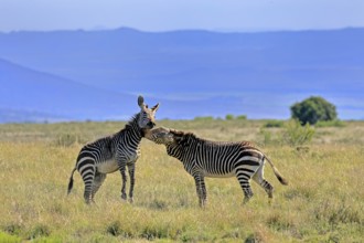 Cape Mountain Zebra (Equus zebra zebra), adult, two, fighting, social behaviour, Mountain Zebra