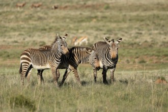 Cape Mountain Zebra (Equus zebra zebra), adult, three, group, social behaviour, foraging, Mountain