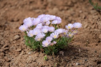 Lampranthus multiradiatus, midday flower, flowering, Karoo Desert Botanic Garden, Worcester,