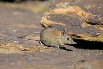 Short-eared elephant shrew (Macroscelides probosideus), adult, foraging, Mountain Zebra National