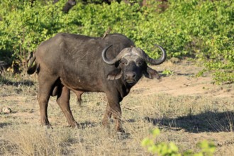 Cape buffalo (Syncerus caffer), adult, male, alert, foraging, Kruger, Kruger National Park, South