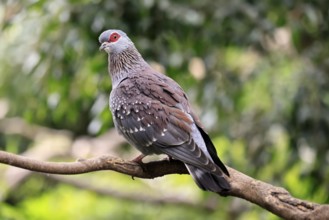 Guinea Pigeon (Columba guinea), Streak-necked Pigeon, adult, on tree, Cape Town, South Africa