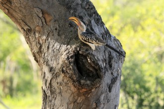 Southern Yellow-billed Hornbill (Tockus leucomelas), Red-ringed Hornbill, adult, male, at breeding