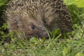 European hedgehog (Erinaceus europaeus) adult animal in an urban garden, England, United Kingdom
