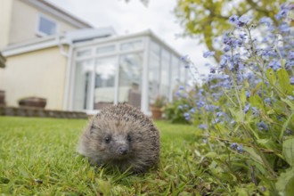 European hedgehog (Erinaceus europaeus) adult animal on an urban garden grass lawn with a house in