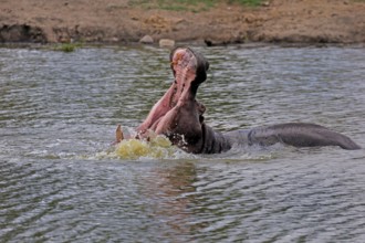 Hippopotamus (Hippopatamus amphibius), adult, in water, yawning, threatening, Kruger, Kruger