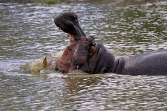 Hippopotamus (Hippopatamus amphibius), adult, in water, yawning, threatening, portrait, Kruger,