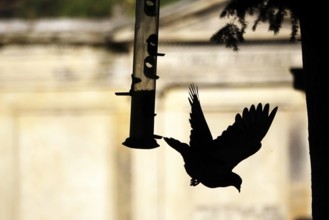 Pigeon at a feeding place, summer, Germany