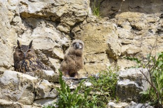 Eurasian Eagle-owl (Bubo bubo) adult bird at nest with chicks Germany