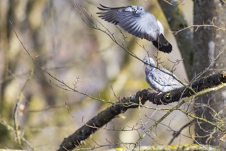 Stock Dove (Columba oenas) Pairs Germany