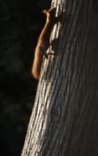 Squirrel (Sciurus vulgaris), summer, Germany