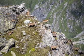 Alpine ibex (Capra ibex) group on exposed rocks at the summit of Mont Blana, Hérménence, Valais