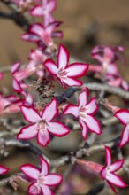 Multiflorous desert rose (Adenium multiflorum) also known as Sabi star, many pinkish white flowers,