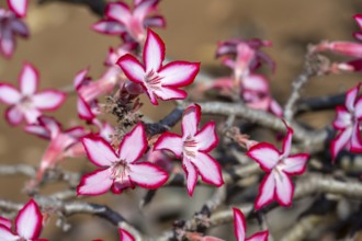 Multiflorous desert rose (Adenium multiflorum) also known as Sabi star, many pinkish white flowers,