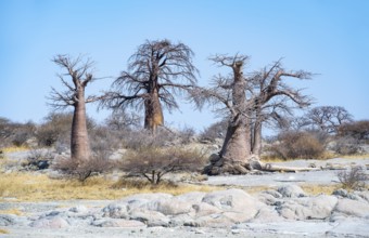African baobab or baobab tree (Adansonia digitata), several trees, Kubu Island (Lekubu), Sowa Pan,