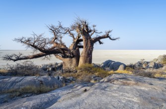 African baobab or baobab tree (Adansonia digitata), overlooking the salt pan, Kubu Island (Lekubu),