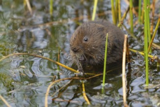 Water vole (Arvicola amphibius) adult rodent animal feeding on pond weed in a reedbed in summer,