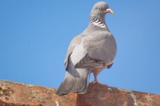 A wood pigeon (Columba palumbus) sitting on the roof ridge of a house, animal photo, bird, bird