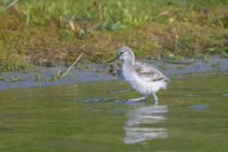 Avocet (Recurvirostra avosetta), chick foraging in the water, Texel, province of North Holland,