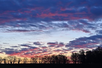 Silhouette of a row of trees at dawn, Lower Rhine, North Rhine-Westphalia, Germany