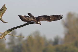 Osprey (Pandion haliaetus) flying from a tree, Lower Rhine, North Rhine-Westphalia, Germany