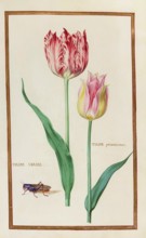 Tulips, Historical, digitally enhanced reproduction from Theatrum florae (1624) by Daniel Rabel