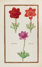 Anemone doubles, double anemone, historical, digitally enhanced reproduction from Theatrum florae