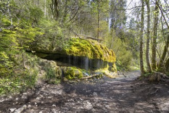 Dietfurt Waterfall, a moss waterfall in the Wutach Gorge, Black Forest, Baden-Württemberg, Germany