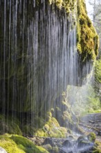 Dietfurt Waterfall, a moss waterfall in the Wutach Gorge, Black Forest, Baden-Württemberg, Germany