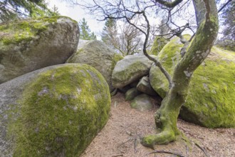 Granite rock Günterfelsen near the source of the Danube, Furtwangen in the Black Forest,