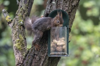 Squirrel (Sciurus vulgaris) at the feeder, North Rhine-Westphalia, Germany
