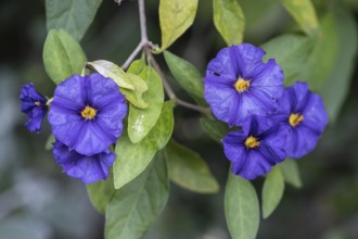 Gentian bush (Lycianthes rantonnetii), Veneto, Italy