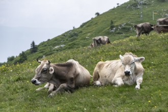 Cows (Bos taurus) on the mountain pasture, Monte Baldo, Veneto, Italy