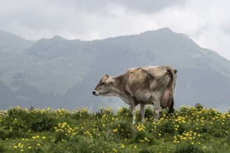 Cow (Bos taurus) on the mountain pasture, Monte Baldo, Veneto, Italy