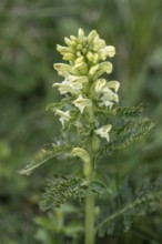 Crested lousewort (Pedicularis comosa), Monte Baldo, Veneto, Italy