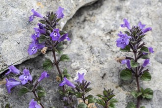 Alpine stonecrop (Clinopodium alpinum), Monte Baldo, Veneto, Italy