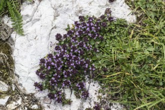 Thymus praecox (Thymus praecox), Monte Baldo, Veneto, Italy