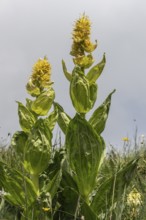 Great yellow gentian (Gentiana lutea), Monte Baldo, Veneto, Italy