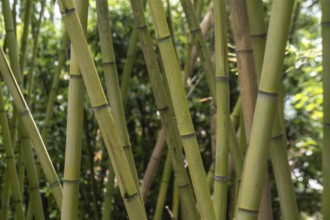 Bamboo (Phyllostachys), Lombardy, Italy
