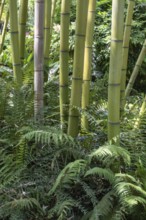 Bamboo (Phyllostachys), Lombardy, Italy