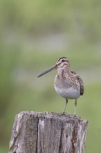 Snipe (Gallinago gallinago), standing on fence post of a pasture, on moorland, snipe birds,