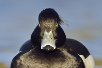 Direct gaze, insistent eye contact... Tufted duck (Aythya fuligula), relatively common native duck