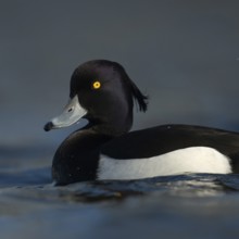 Bright yellow eyes... Tufted Duck (Aythya fuligula), male in fresh plumage, early spring, violet