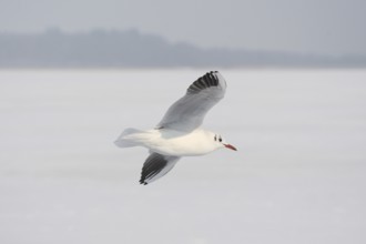 Black-headed Black-headed Gull (Chroicocephalus ridibundus) in a light dress, in gliding flight,