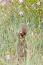 A young European ground squirrel (Spermophilus citellus) or European souslik stands in a meadow