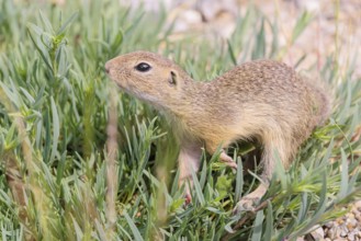 A young European ground squirrel (Spermophilus citellus) or European souslik stands on a gravel