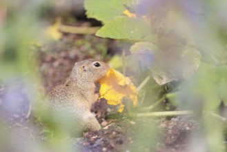A young European ground squirrel (Spermophilus citellus) or European souslik stands in an