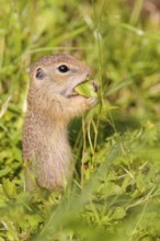 A young European ground squirrel (Spermophilus citellus) or European souslik stands in a meadow