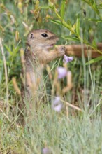 A young European ground squirrel (Spermophilus citellus) or European souslik stands in a meadow
