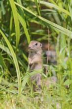 An adult European ground squirrel (Spermophilus citellus) or European souslik stands in a meadow